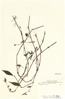 藏品(蓼科)的圖片